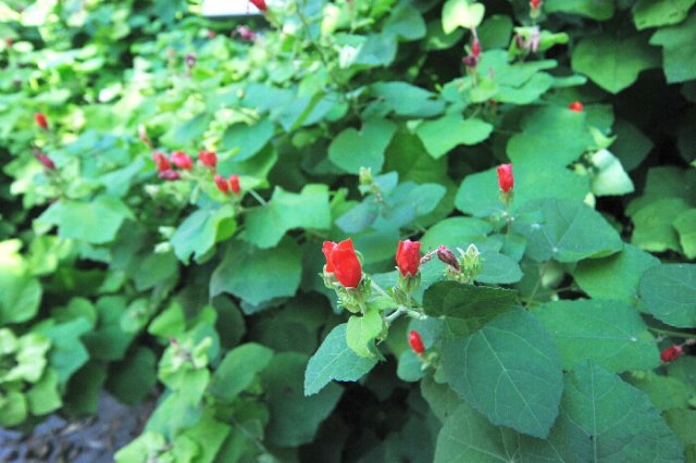 d2010_100915k_0372.jpg