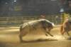 d2010_100916k_0489_small.jpg