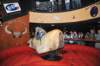 d2010_100916k_1163_small.jpg