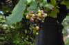 dsc_9382_small.jpg