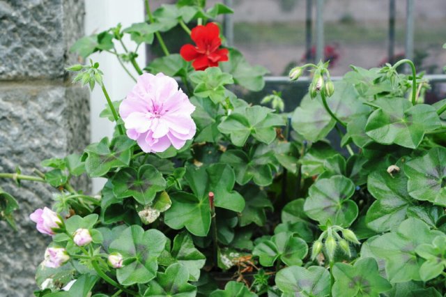 d110827k_0179.jpg