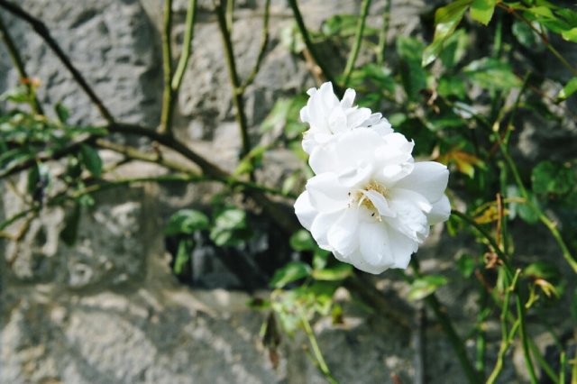 d110827k_0209.jpg