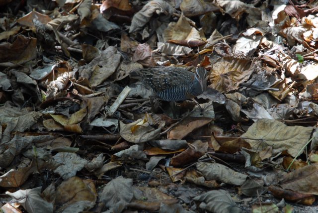 dsc_0715.jpg