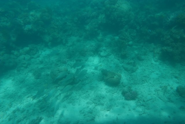 dsc_0725.jpg
