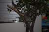 dsc_0964_small.jpg