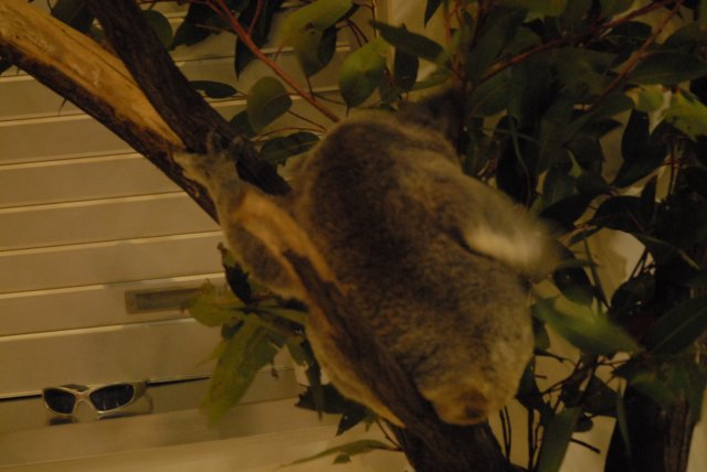 dsc_0965.jpg