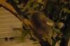 dsc_0965_small.jpg