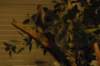 dsc_0966_small.jpg