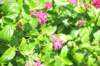 d120825k_1015_small.jpg