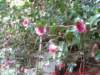dscf0252_small.jpg