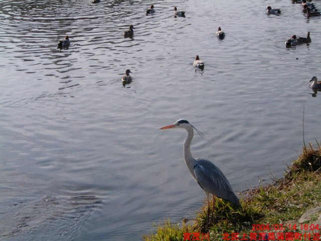dscf00663.jpg