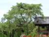 dscf0051_small.jpg