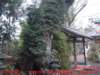 dscf0184_small.jpg