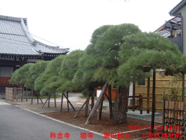 dscf0219.jpg