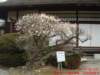 dscf0239_small.jpg
