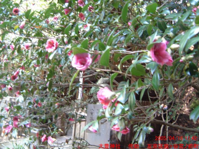 dscf0252.jpg