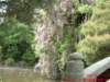 dscf0375_small.jpg