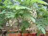 dscf0090_small.jpg