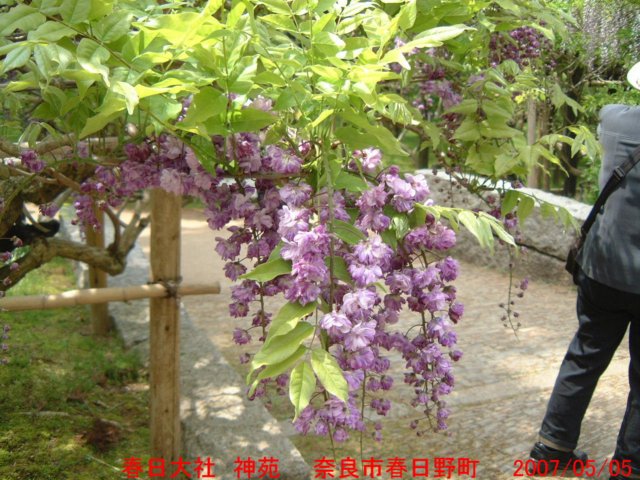 dscf0093.jpg