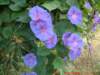dscf0116_small.jpg