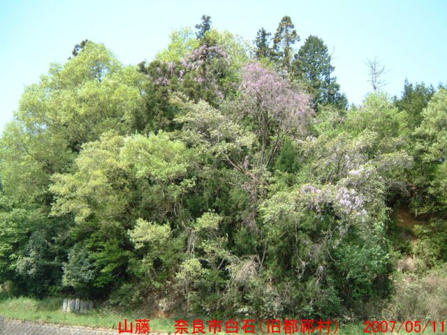 dscf0123.jpg