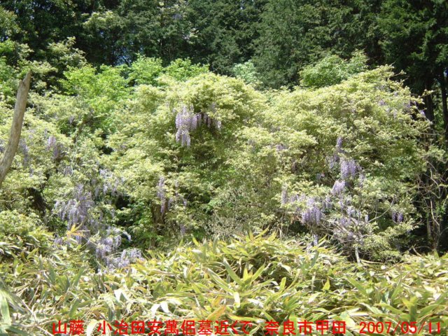 dscf0149.jpg