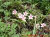 dscf0204_small.jpg