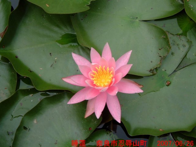 dscf0290.jpg