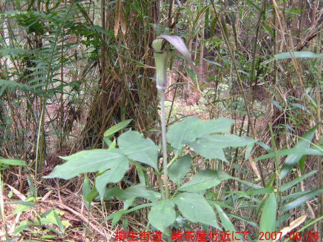 dscf0334.jpg