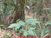 dscf0334_small.jpg