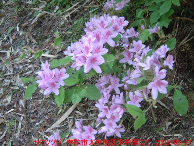 dscf03382.jpg