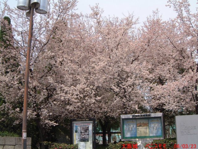 dscf0387.jpg