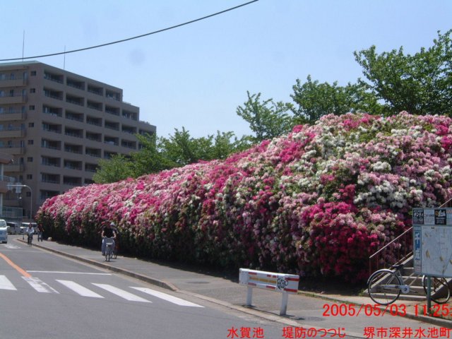 dscf00442.jpg