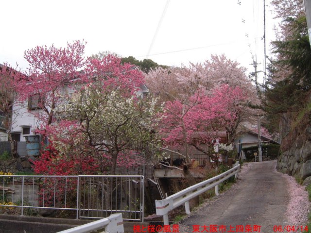 dscf0164.jpg