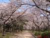 dscf00542_small.jpg