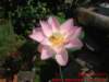 dscf0115_small.jpg