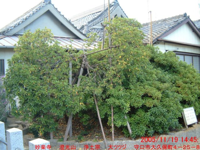 dscf0100.jpg