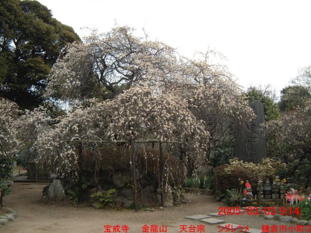 dscf0263.jpg