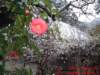 dscf0013_small.jpg