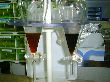 2-camphor