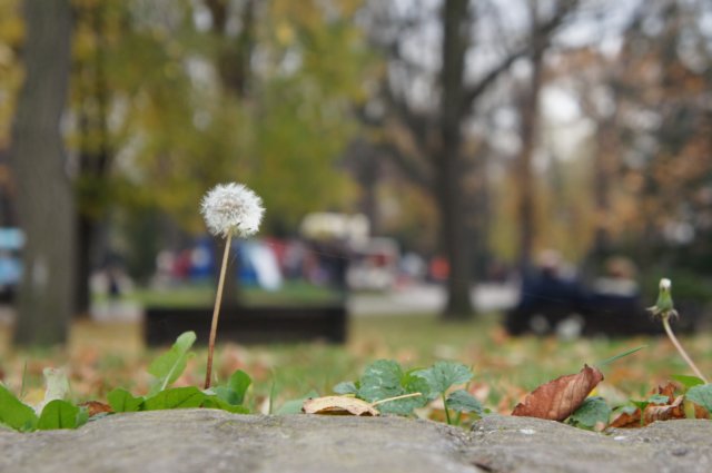 dsc06199.jpg