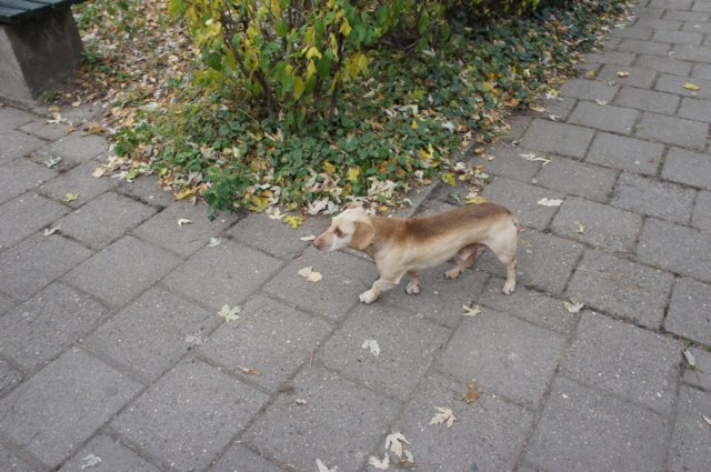 dsc06935.jpg