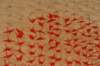 dsc07340_small.jpg