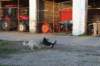 dsc07195_small.jpg
