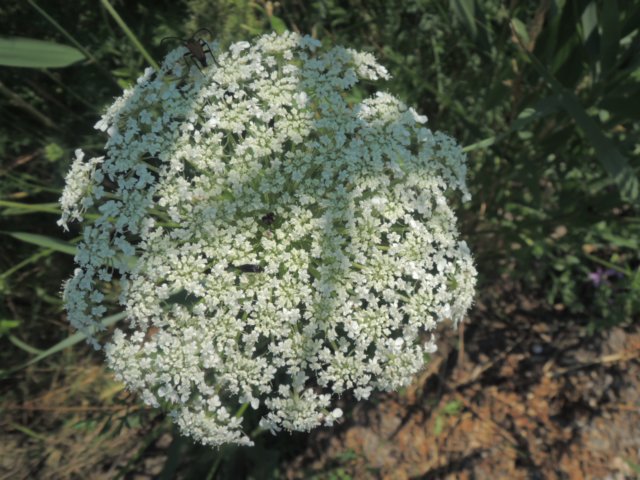 dscn5962.jpg