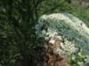 dscn5963_small.jpg