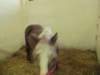img_4332_small.jpg