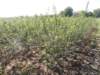 dscn7323_small.jpg