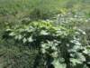 dscn7332_small.jpg