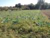 dscn7338_small.jpg